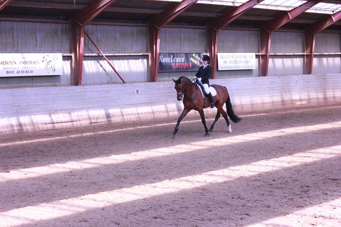 Oldenborg Java Rævdal billede 12