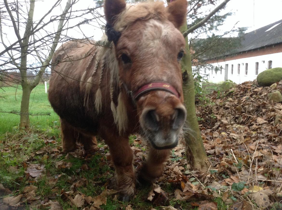 Shetlænder Isabella ps aflivet billede 6