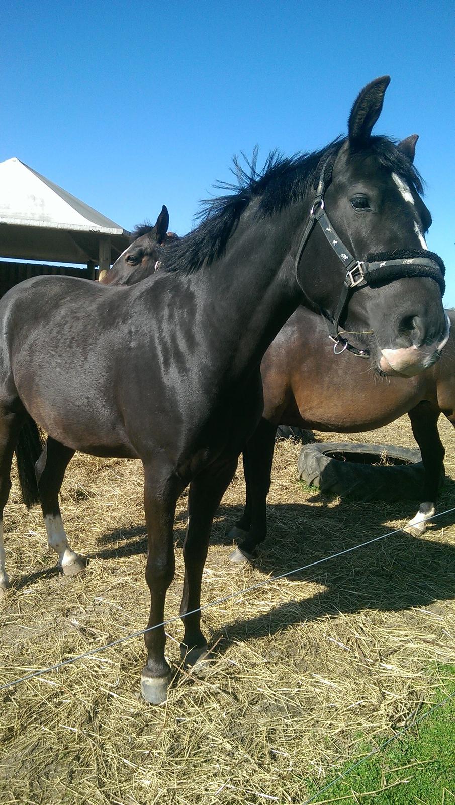 Oldenborg Emdegårds Senzo billede 20