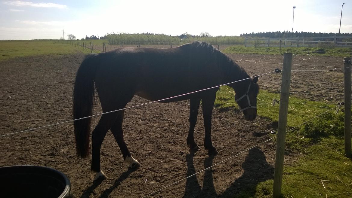 Traver Godiva Pride  billede 14