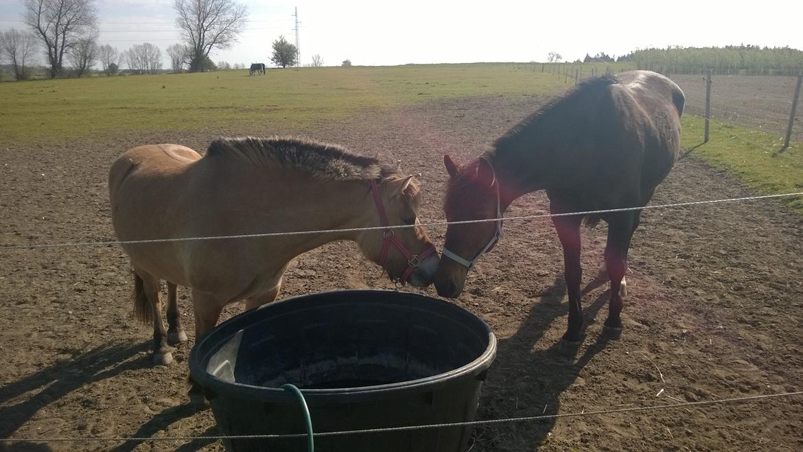 Traver Godiva Pride  billede 16