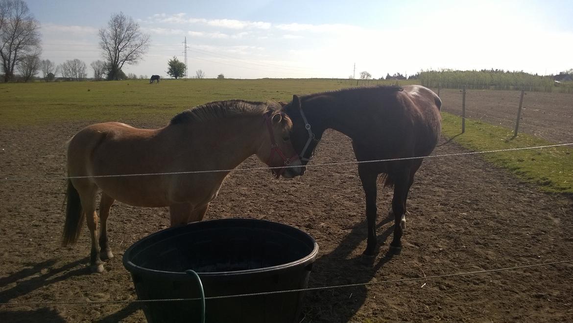 Traver Godiva Pride  billede 18