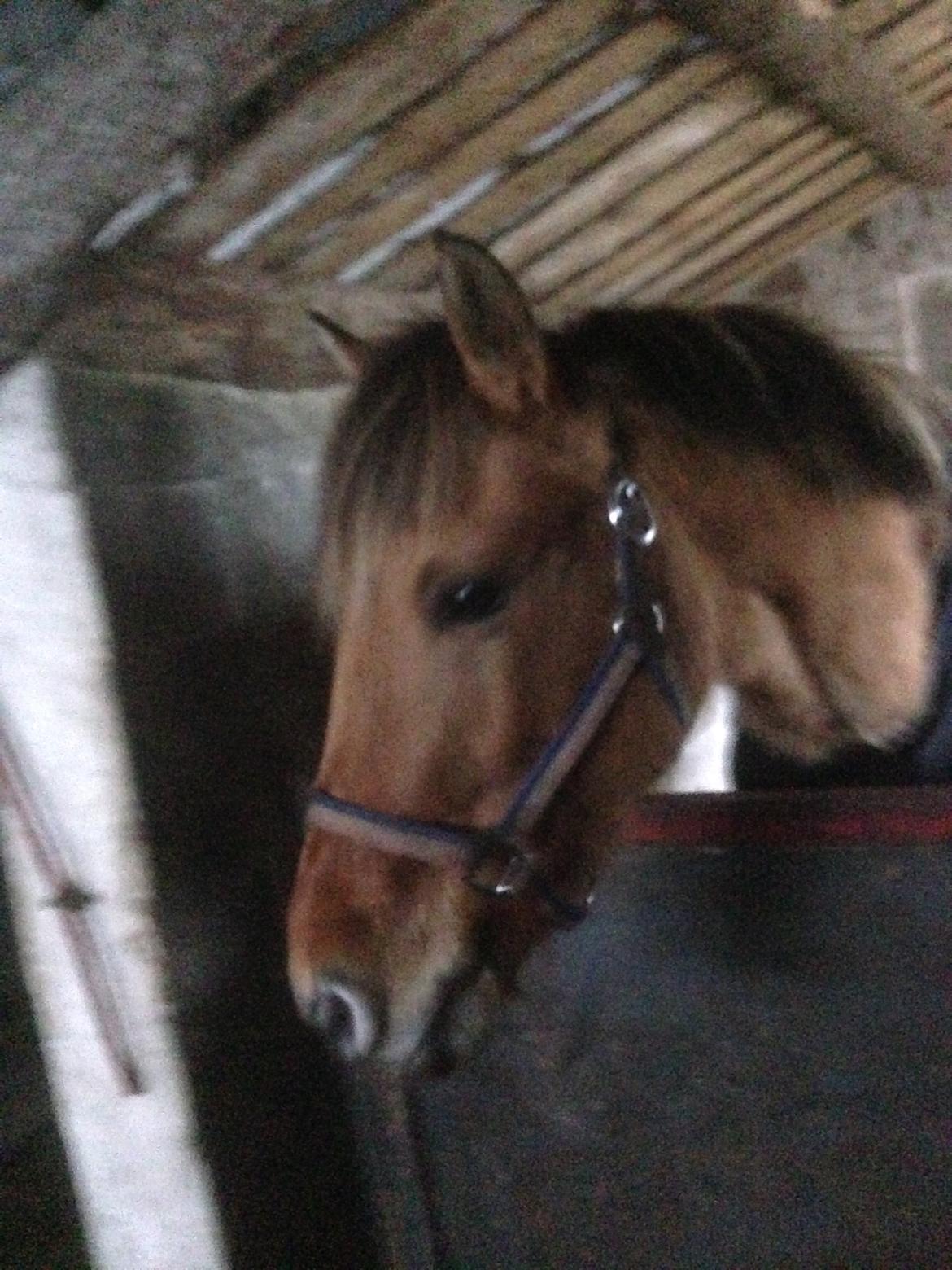 Anden særlig race Maximus billede 12