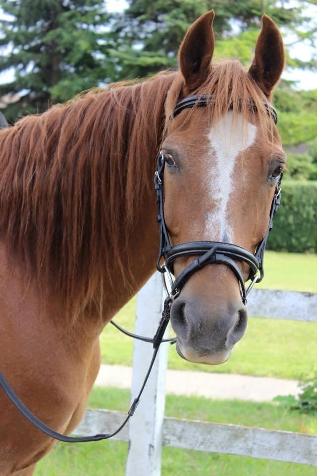 Frederiksborg Frederik billede 2