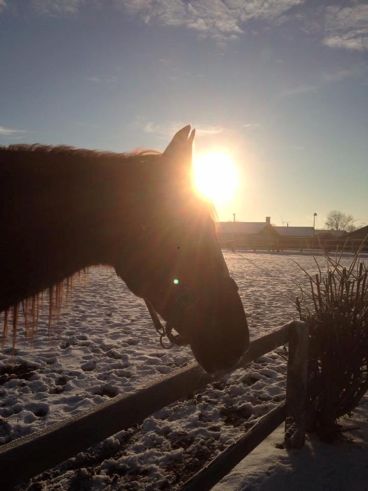 Frederiksborg Frederik billede 4