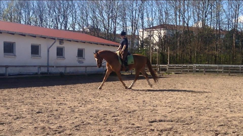 Frederiksborg Frederik - 2015 - MIN! Og yderst lækker! Nu hvor vi ikke er halte eller syge, og han går bare derud af! Så dejlig!  billede 19