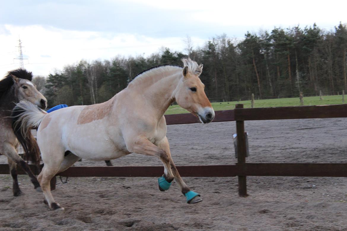 Fjordhest Sif (pony) ¤my soulmate¤ billede 4