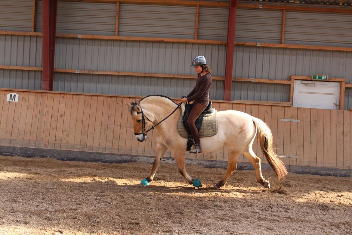 Fjordhest Sif (pony) ¤my soulmate¤ billede 16