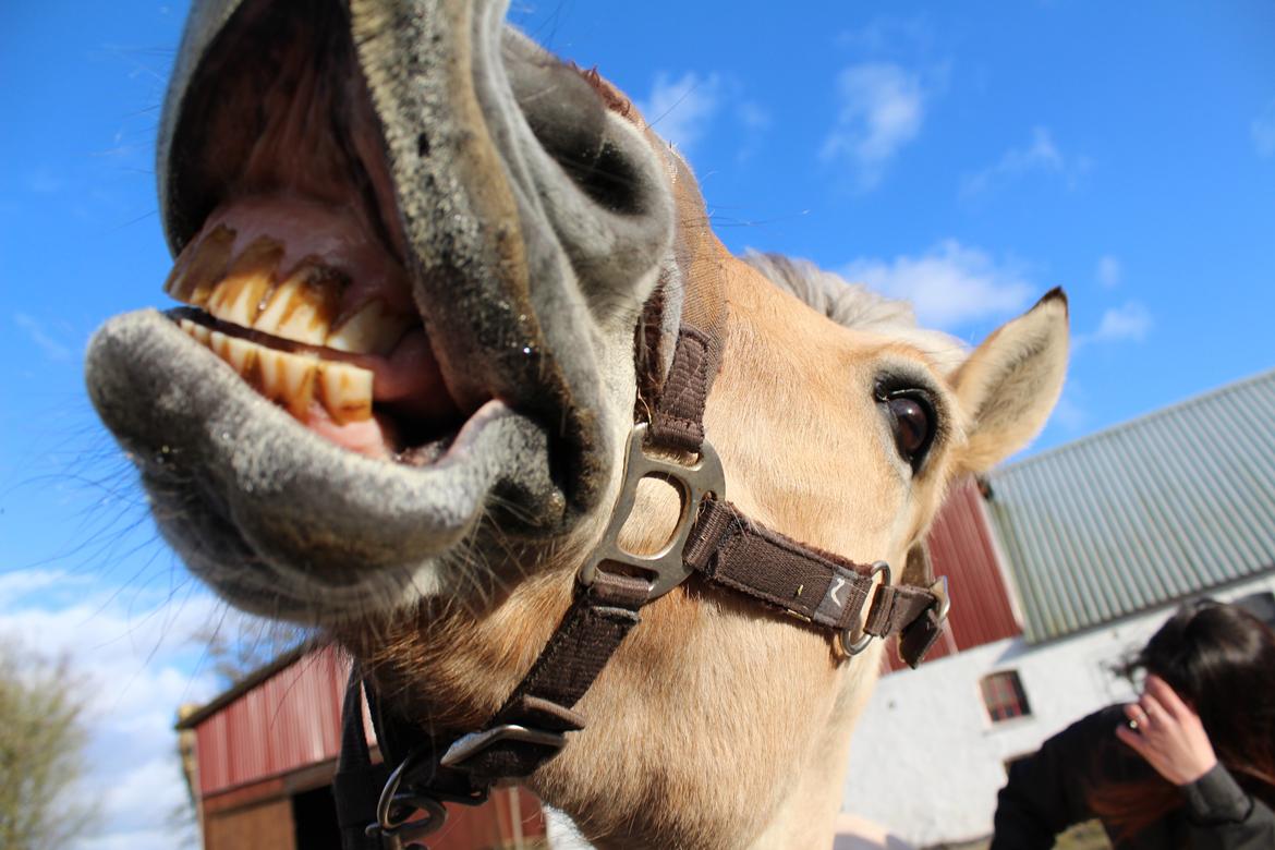 Fjordhest Sif (pony) ¤my soulmate¤ - velkommen til Sif`s profil <3 <3 <3 <3  billede 2