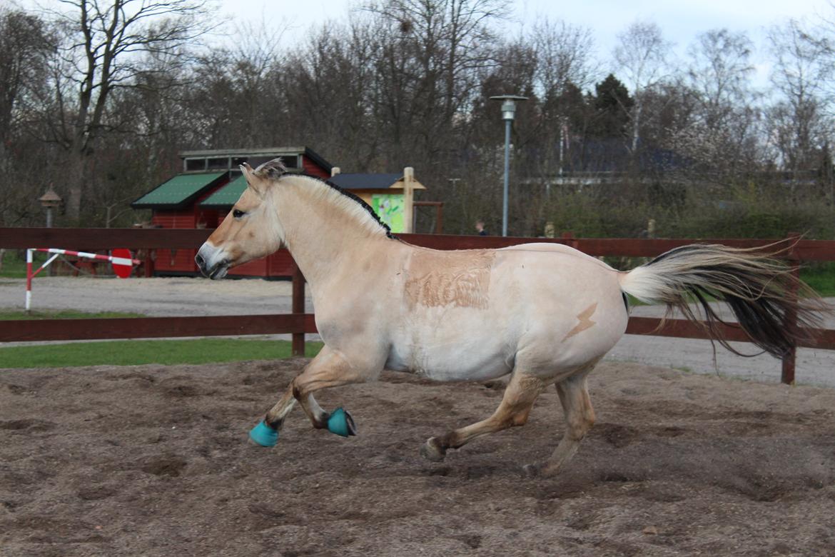 Fjordhest Sif (pony) ¤my soulmate¤ billede 13