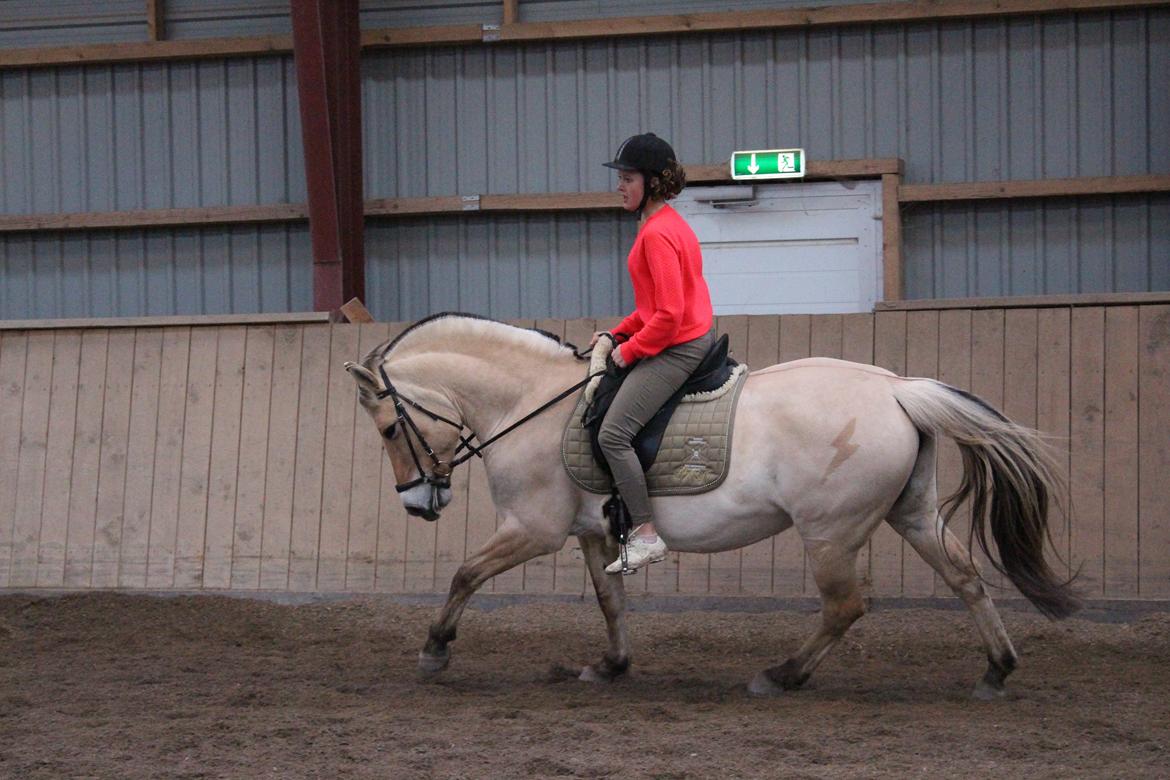 Fjordhest Sif (pony) ¤my soulmate¤ billede 9