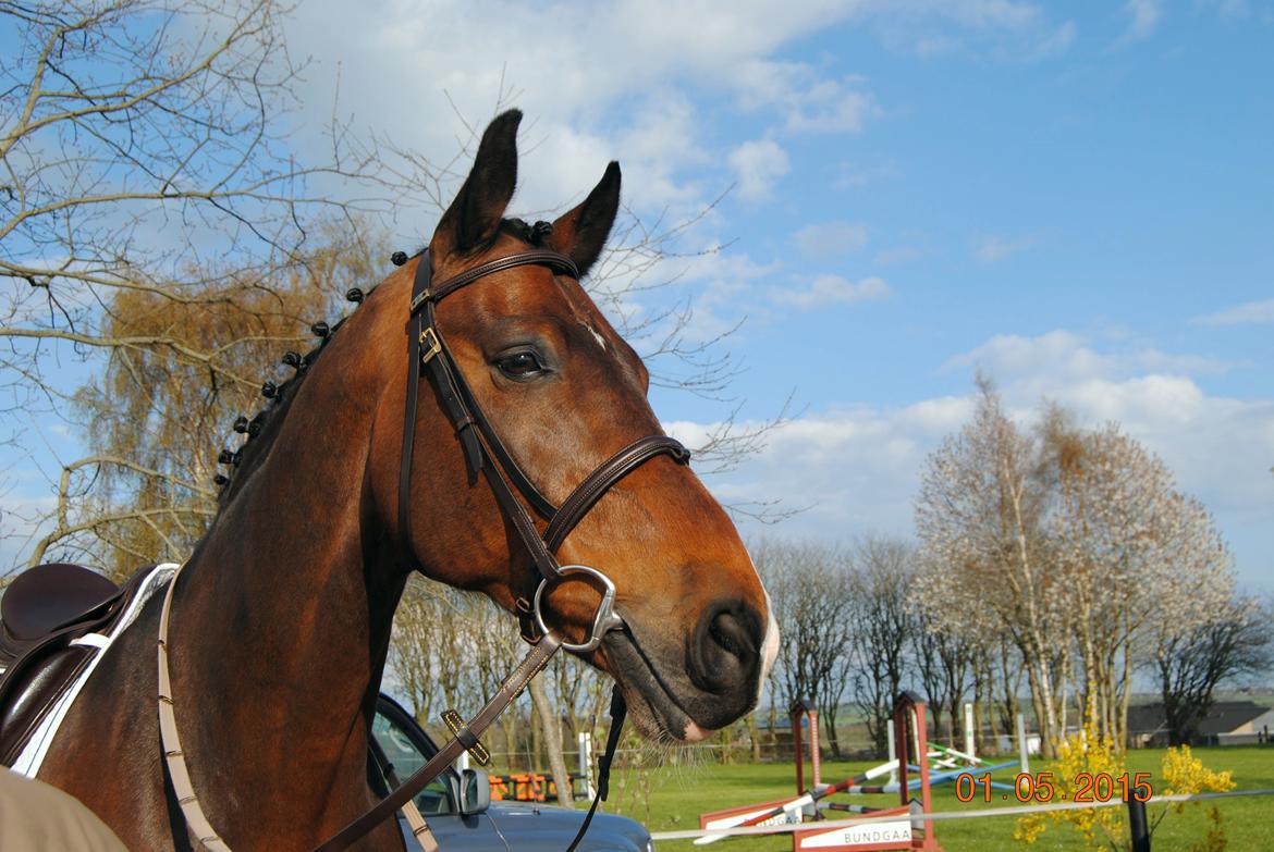 Holstener Connery - Dressurstævne LA-cup. (2 plads, IKKE mig der red ;)  billede 1