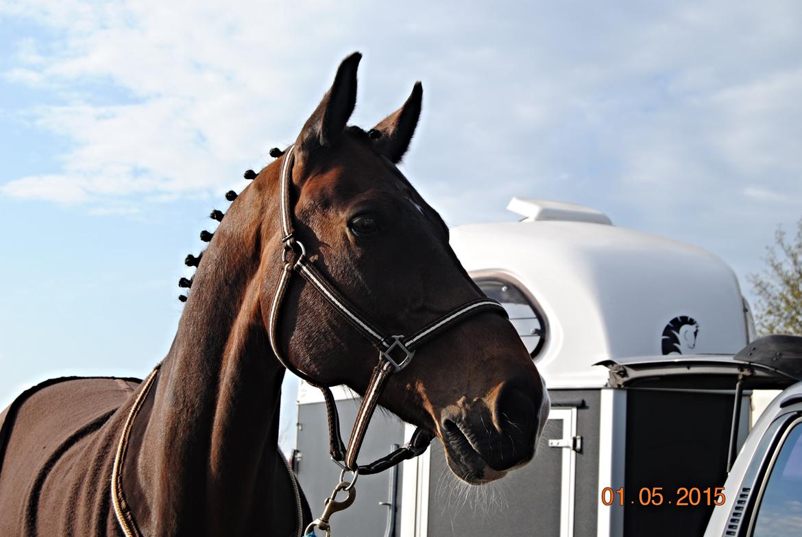 Holstener Connery - stævne ;)  billede 11