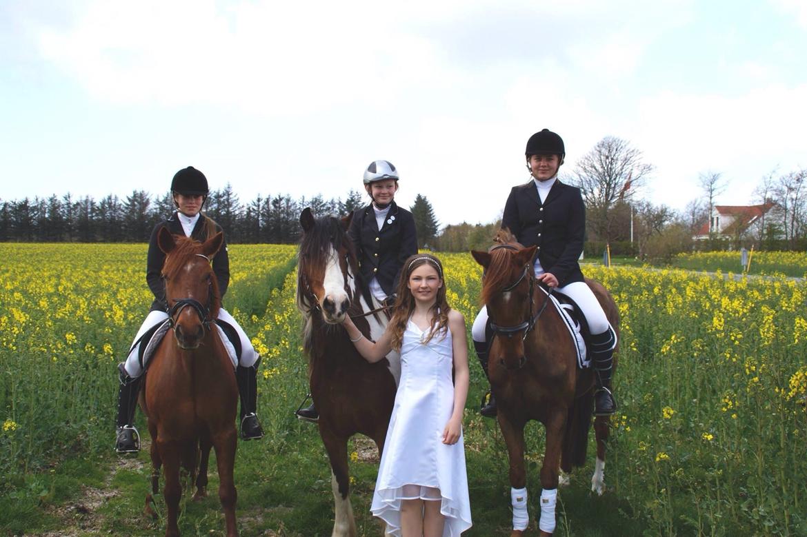 Irish Cob Crossbreed South Lady View<3 - de tre bedste:'-) billede 23