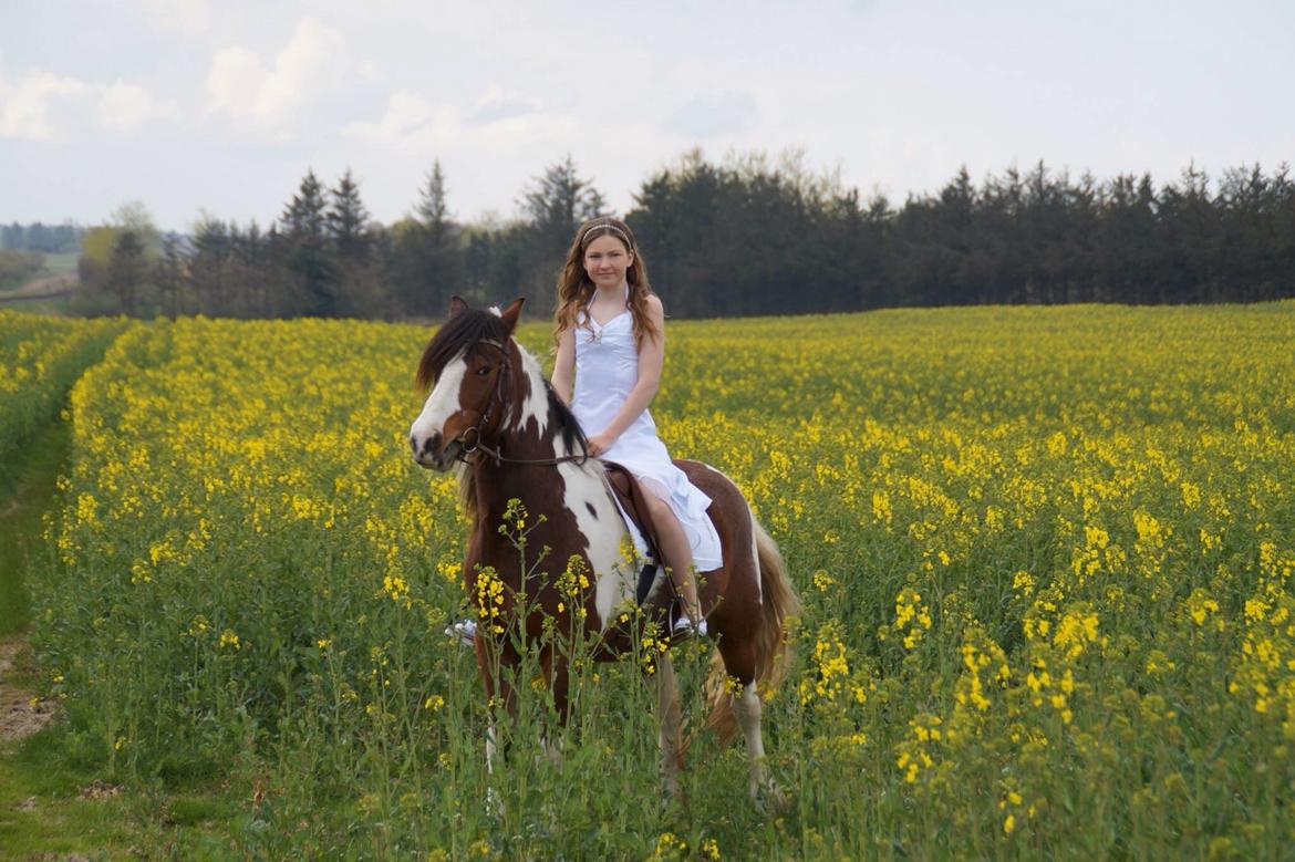 Irish Cob Crossbreed South Lady View<3 - Smuk som en engel<3 billede 24
