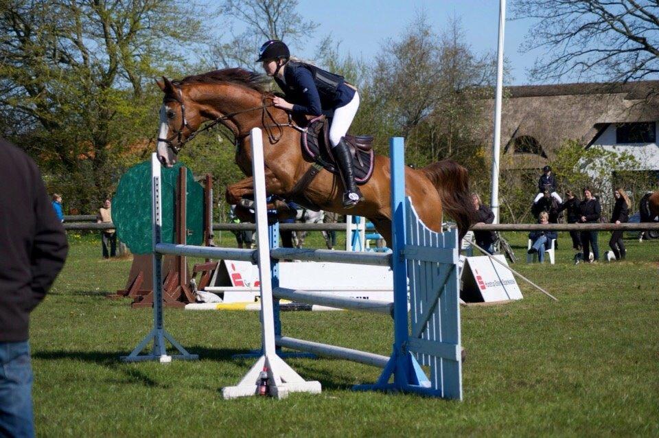 Dansk Varmblod Alsace pilekær billede 5