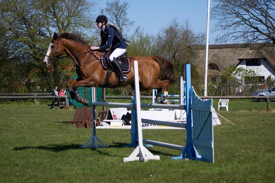 Dansk Varmblod Alsace pilekær billede 11