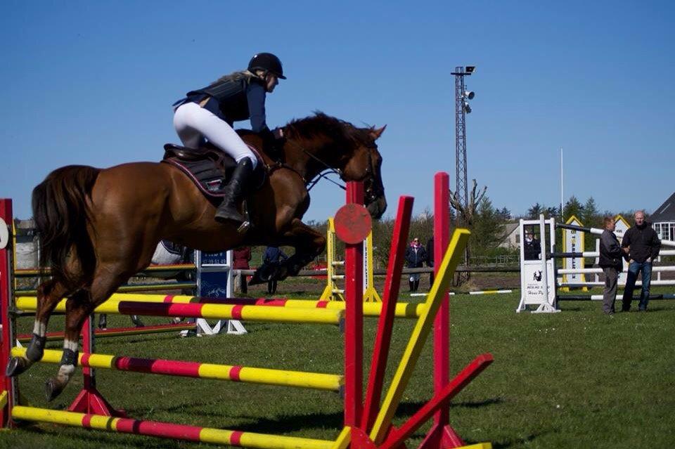 Dansk Varmblod Alsace pilekær billede 6