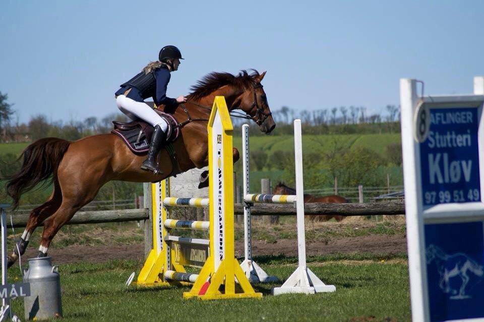 Dansk Varmblod Alsace pilekær billede 13