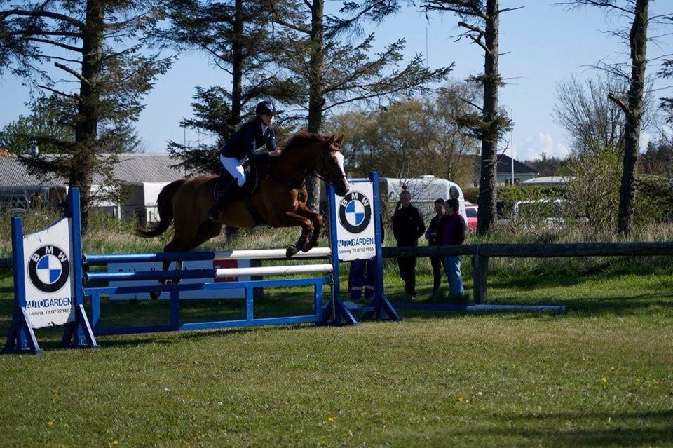 Dansk Varmblod Alsace pilekær billede 14