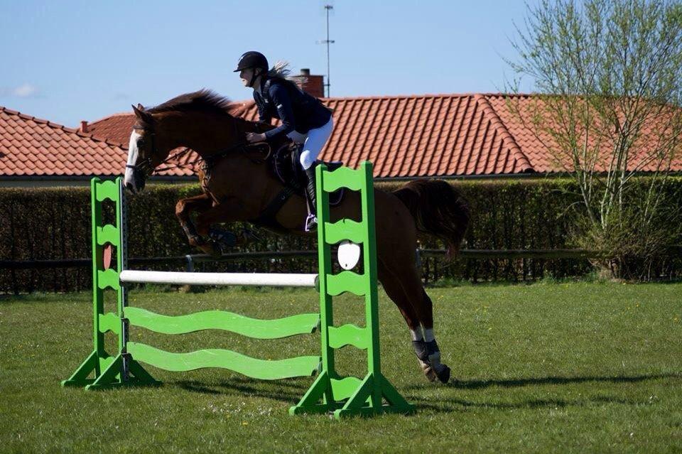 Dansk Varmblod Alsace pilekær billede 15