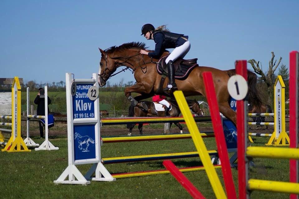 Dansk Varmblod Alsace pilekær billede 16