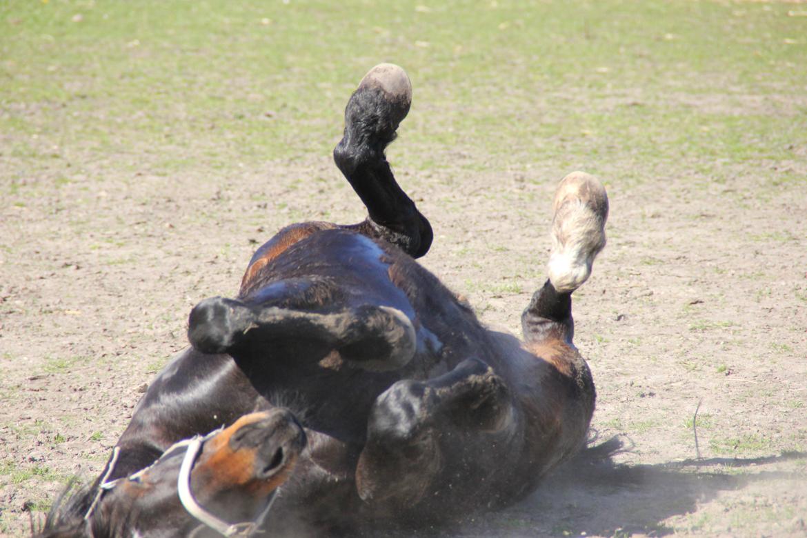 Anden særlig race Krumme *part* billede 13