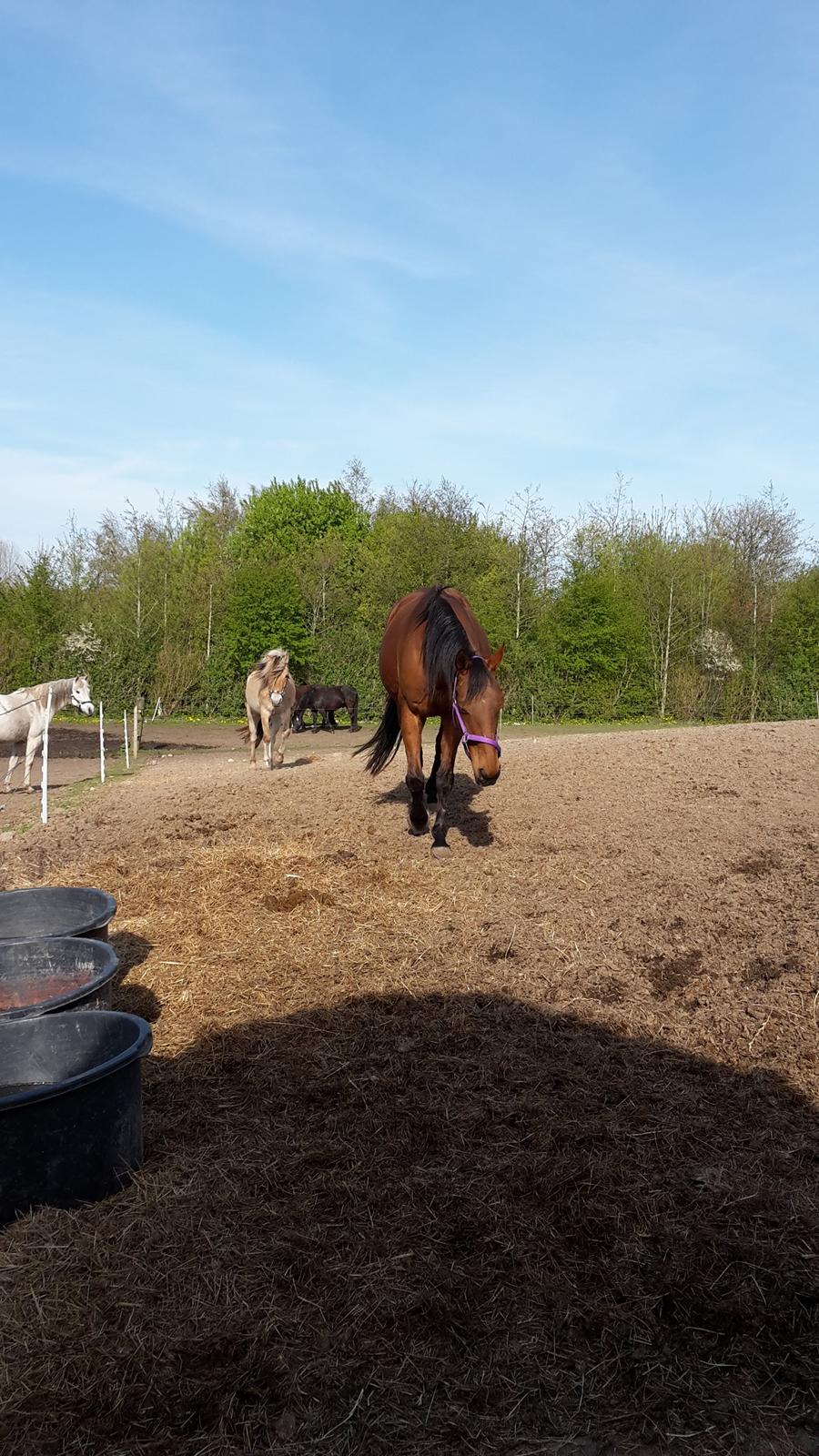 Fuldblod (XX) Lady Dominique <3 solgt billede 9