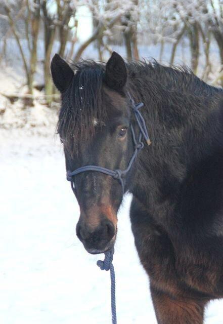Anden særlig race Krumme *part* billede 18