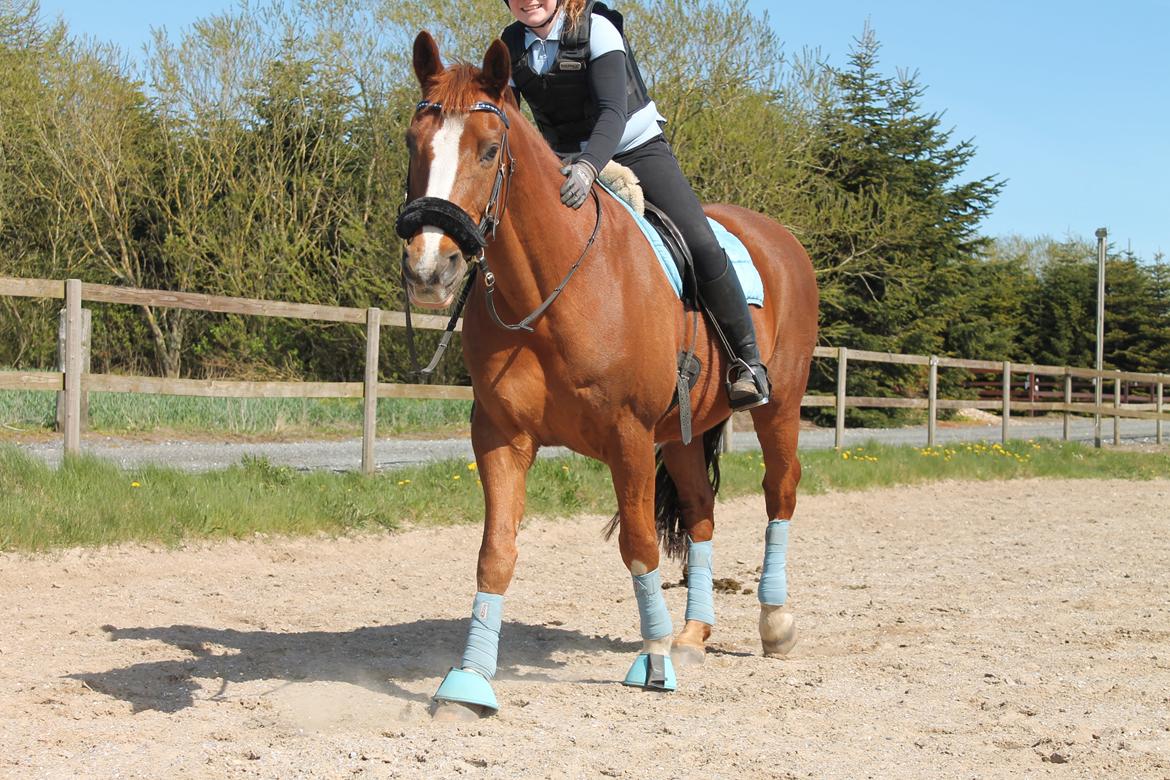 Dansk Varmblod Mirac Bomø - En ven i verdensklasse <3 (03-05-15) billede 8