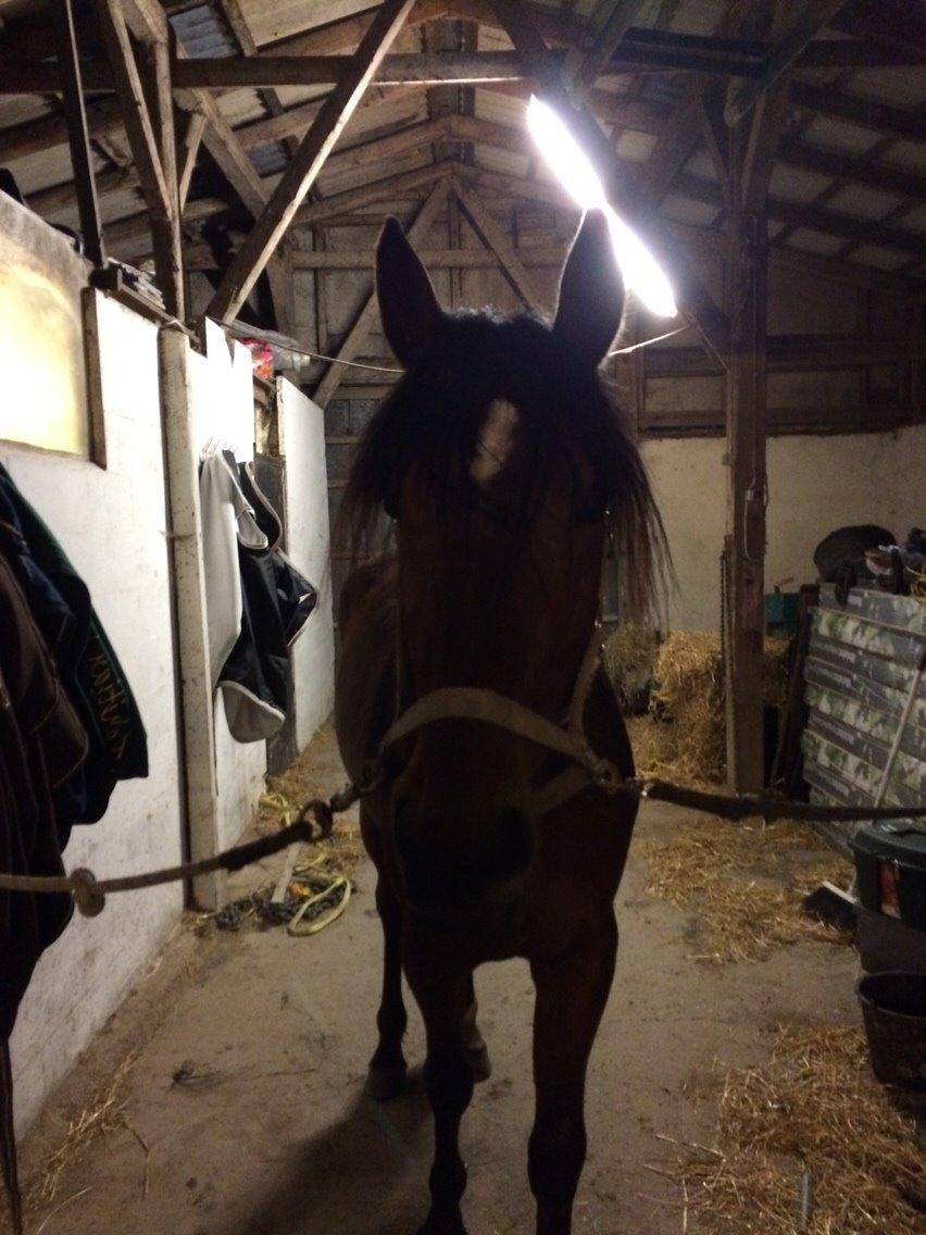 Traver Arn Kronos billede 18