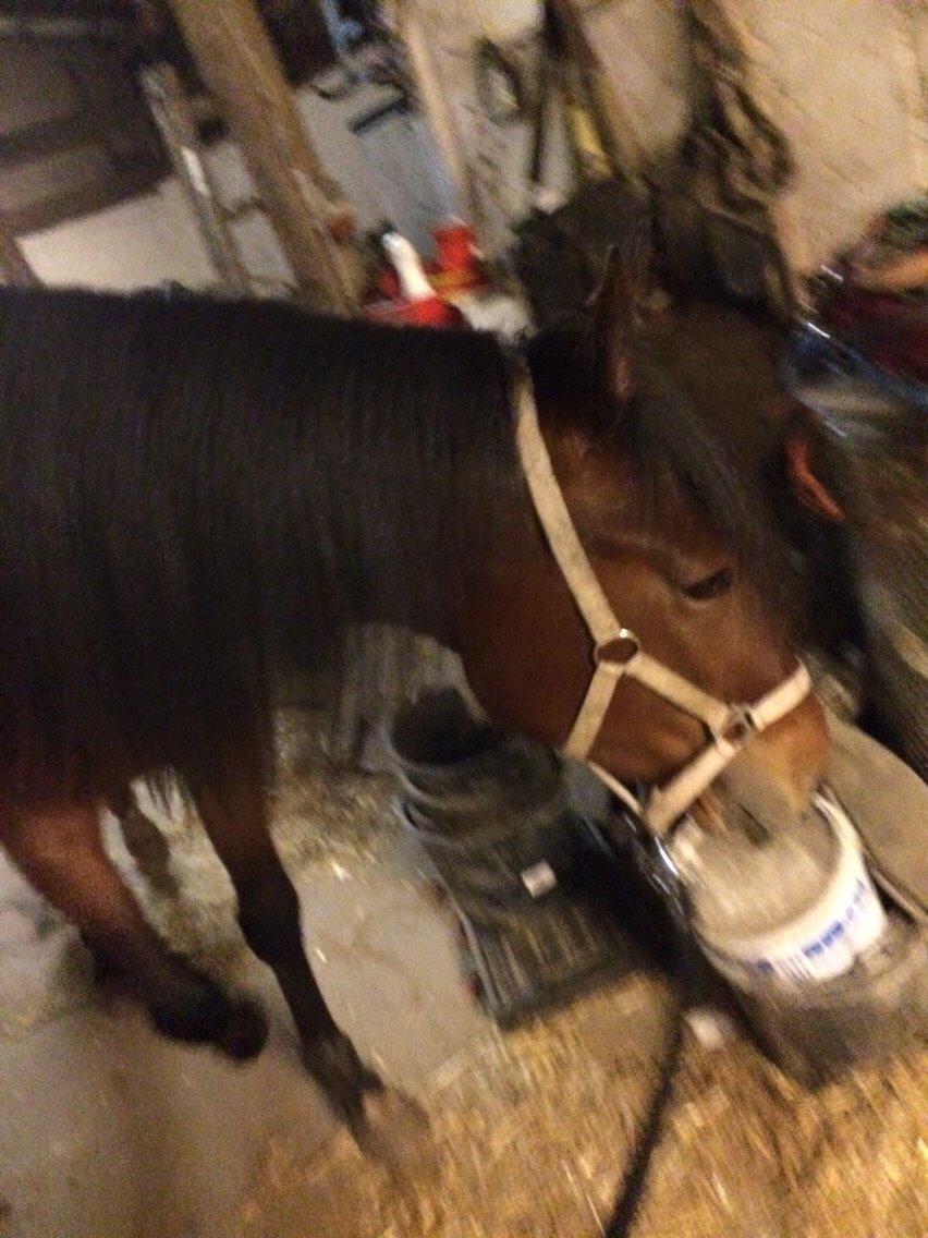 Traver Arn Kronos billede 19