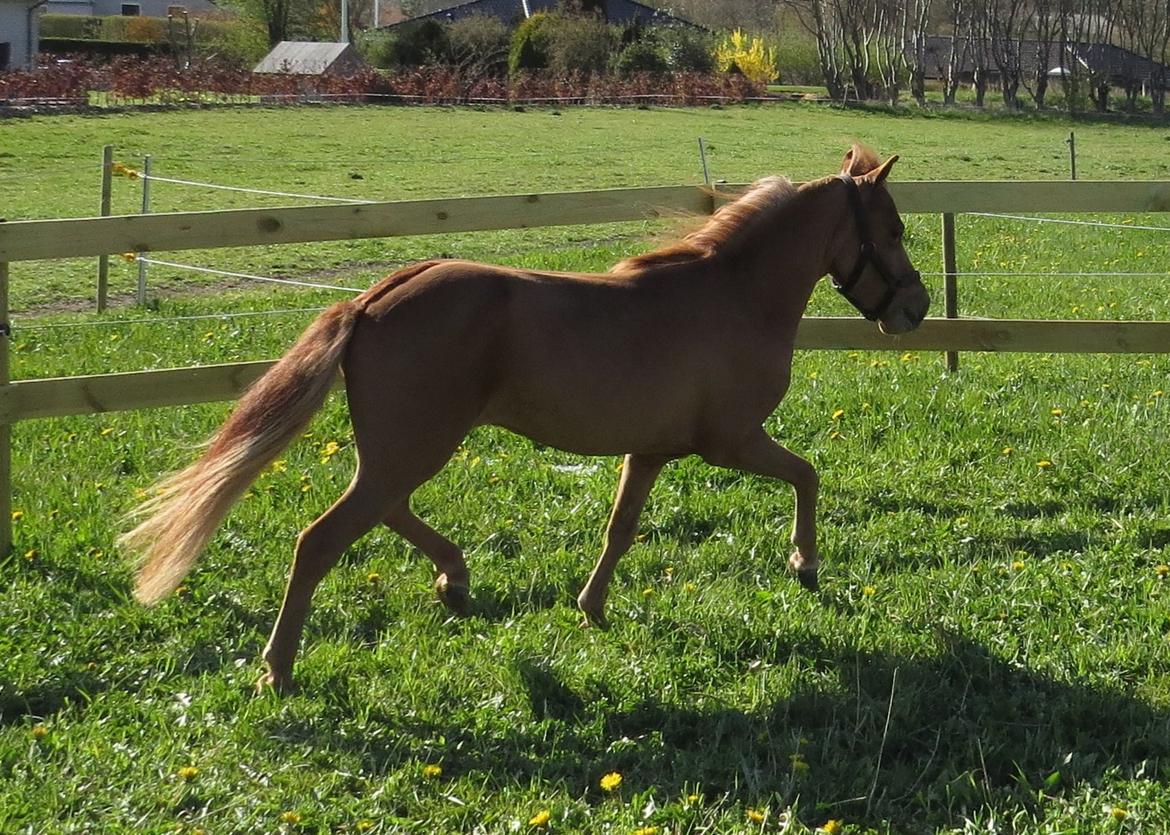 Amerikansk Miniature Marielunds Supreme Noble Fire billede 1