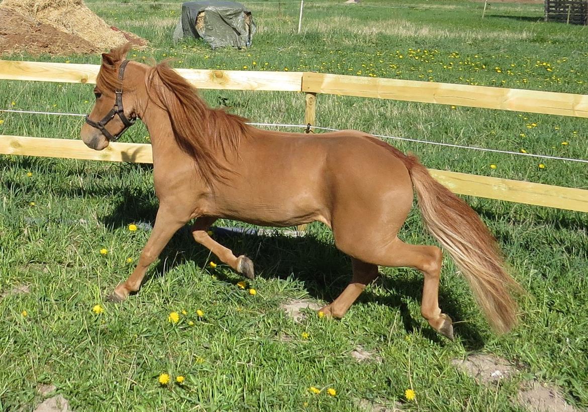 Amerikansk Miniature Marielunds Supreme Noble Fire billede 3