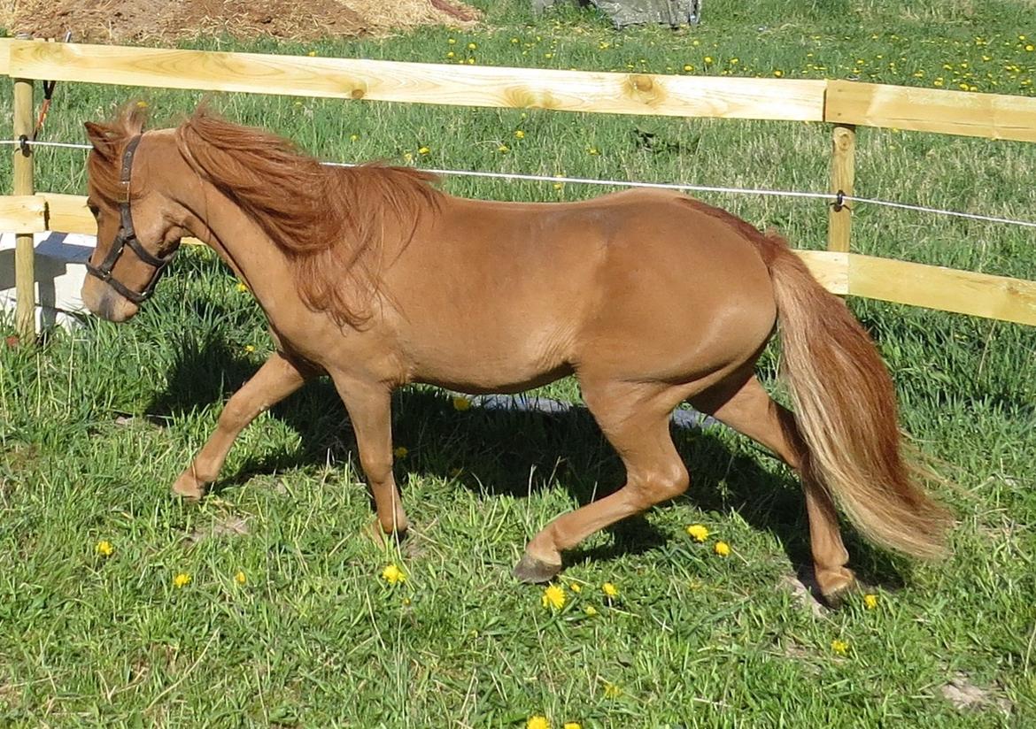 Amerikansk Miniature Marielunds Supreme Noble Fire billede 4