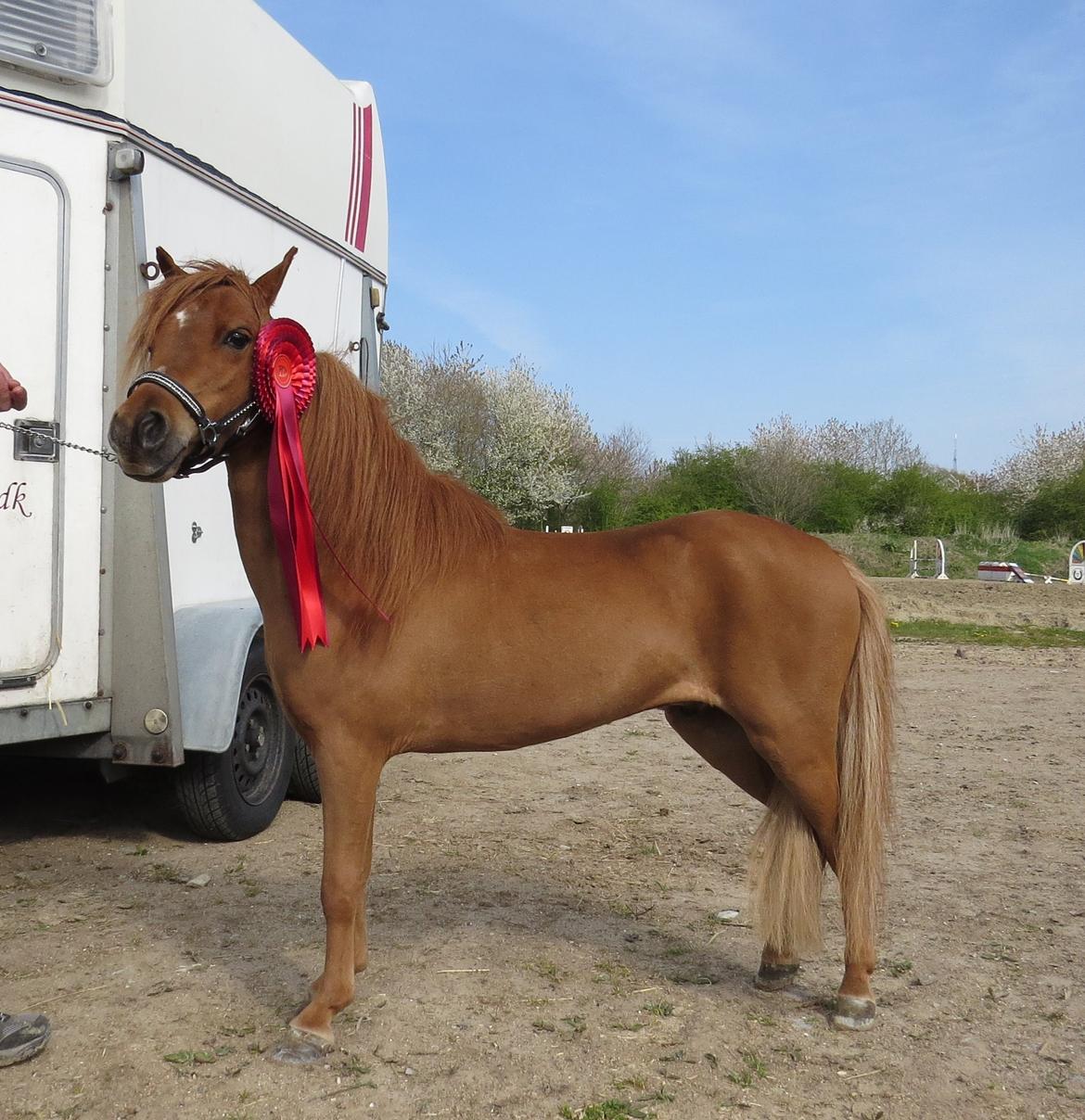 Amerikansk Miniature Marielunds Supreme Noble Fire billede 5