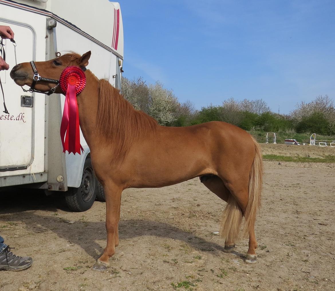 Amerikansk Miniature Marielunds Supreme Noble Fire billede 6