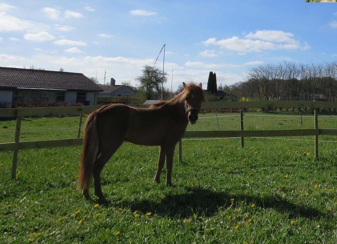 Amerikansk Miniature Marielunds Supreme Noble Fire billede 2