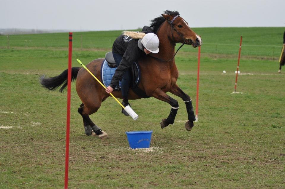 Anden særlig race Shah Little Miss May billede 2