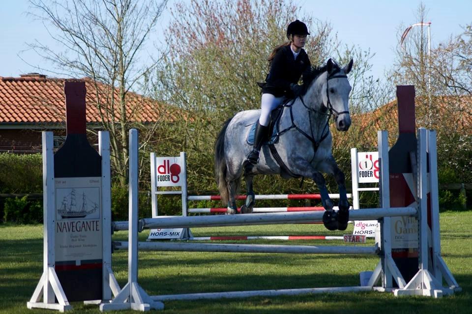 Dansk Varmblod Corina k billede 15