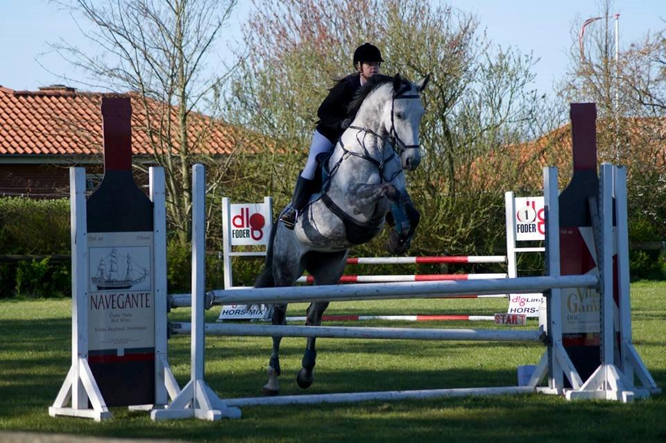 Dansk Varmblod Corina k billede 8