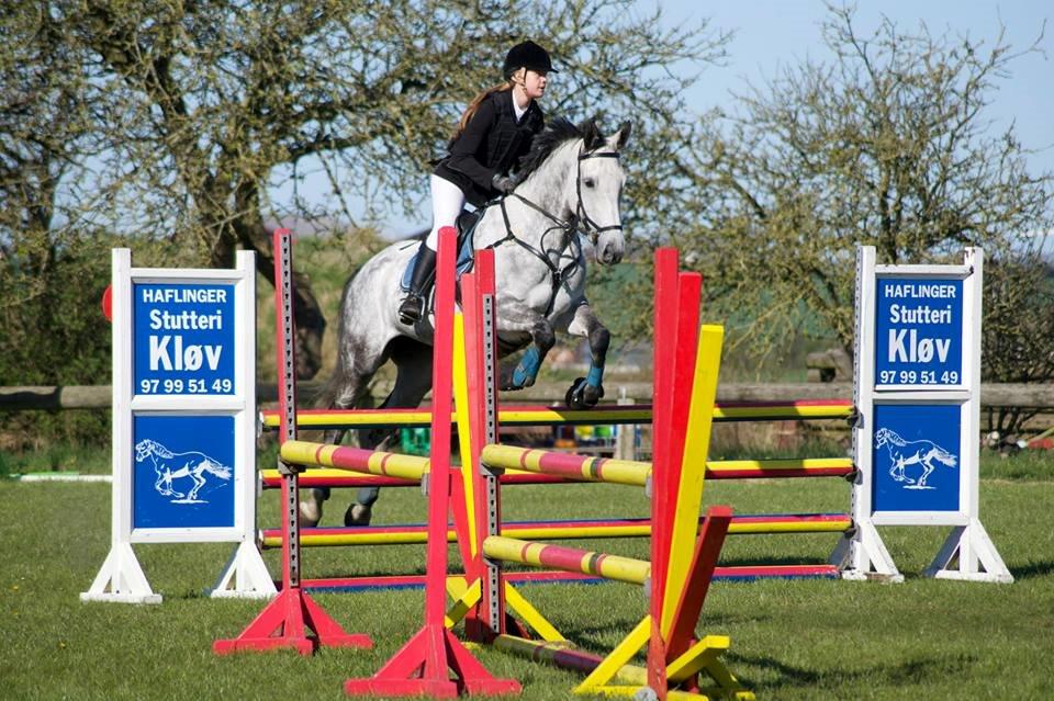 Dansk Varmblod Corina k billede 6