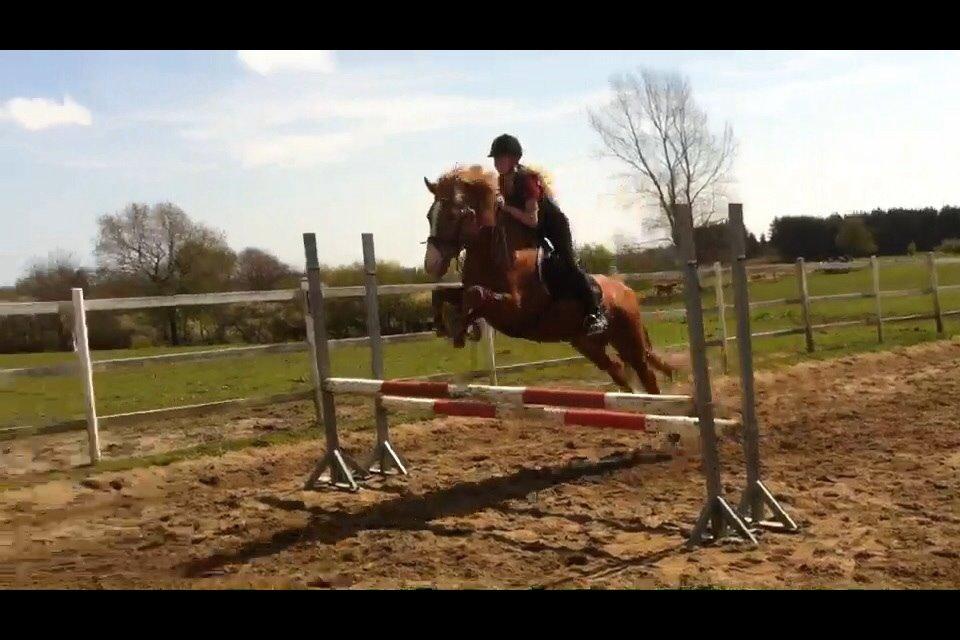 New Forest ADORER ARCHIBAL billede 1