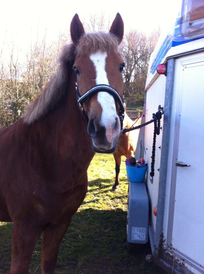 New Forest ADORER ARCHIBAL billede 3