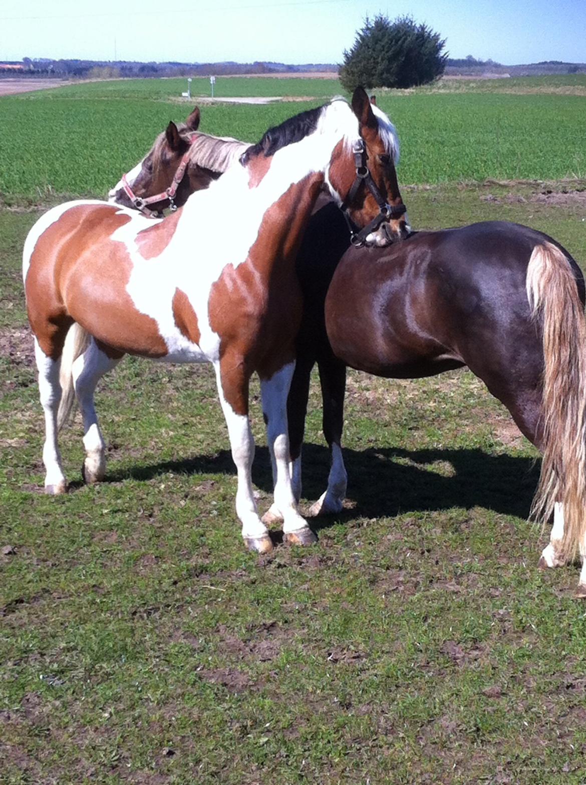 Anden særlig race Vicky Roma (B pony) - første dag uden dækken 2015, dejligt  billede 12