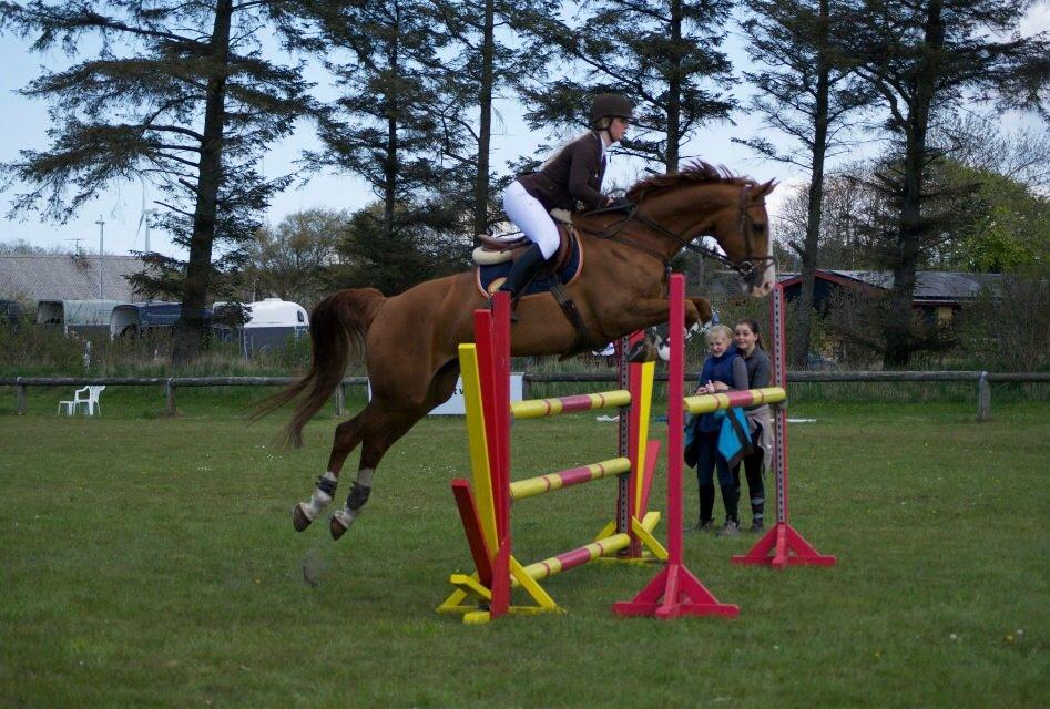 Hollandsk Varmblod Bella Manda "Solgt til Norge" - Taget af Andrea Ceolato, maj 2015, Nordthy billede 14