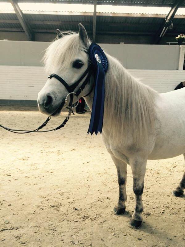 Dansk Miniature Mynte - Kåring i DMHF <3 billede 12