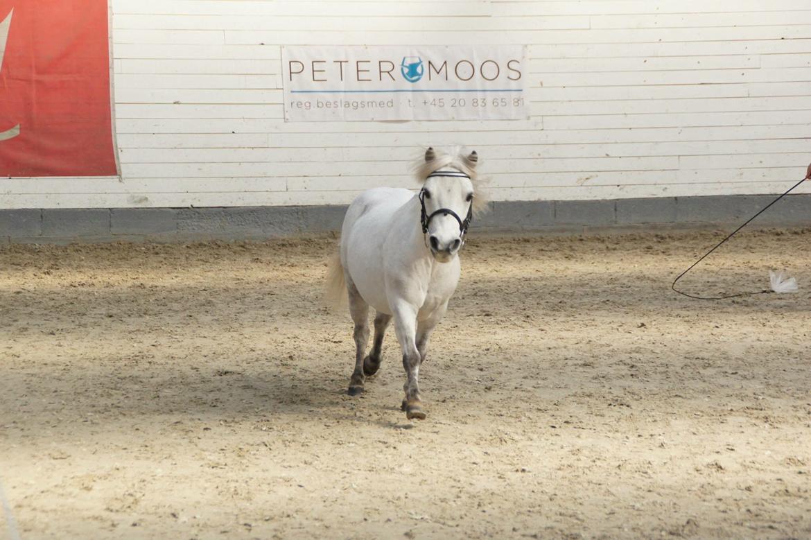 Dansk Miniature Mynte - Mynte vises løs i ringen til kåring i DMHF <3 billede 16