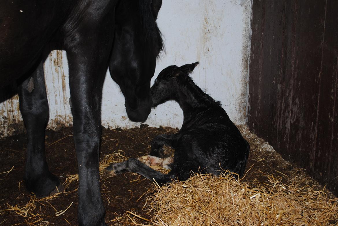 Oldenborg Østersvangs cornellie billede 2