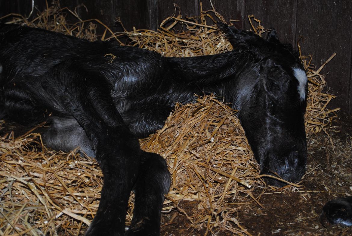 Oldenborg Østersvangs cornellie billede 1